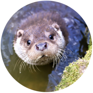 Seal looking at camera - Vermont campaign