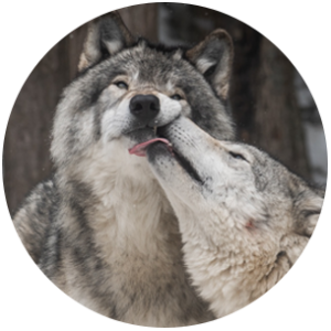 Two wolves nuzzling - Wisconsin campaign