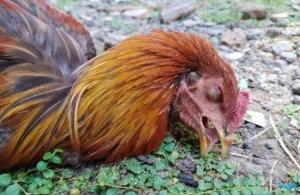 A dying rooster-shutterstock