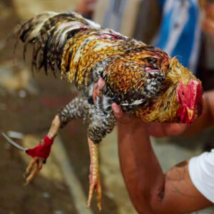 fighting rooster with blade on leg_shutterstock Widget