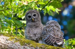 2 barred owls in tree_shutterstock_Lynn A