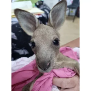 6-month-old joey found alive in its decapitated mother's pouch-Wildlife Empire