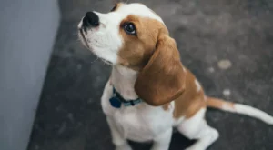 beagle looks up_marcus-wallis_unsplash