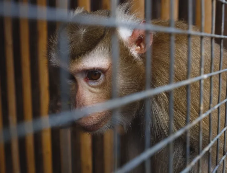 caged monkey-iStock-1312579605