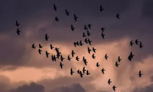 birds flying in pink sky_pexels-ahmadreza-pishnamazi