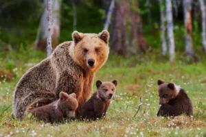 Brown mother bear protecting her cubs in a Finnish forest