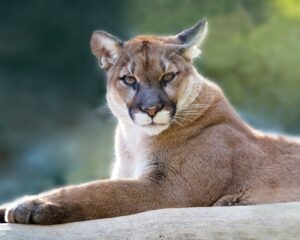 mountain lion