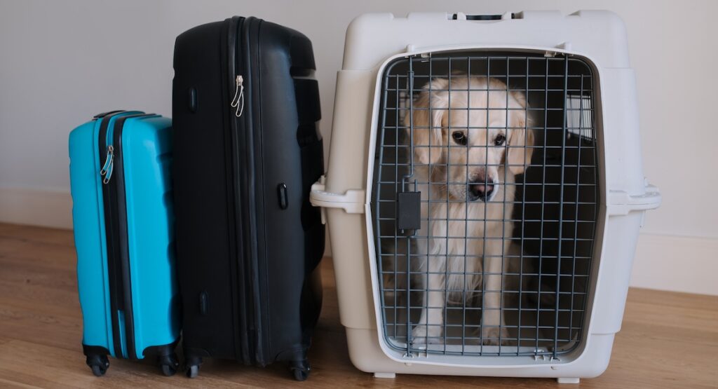 Large dog golden retriever in the airline cargo pet carrier waiting at the airport.