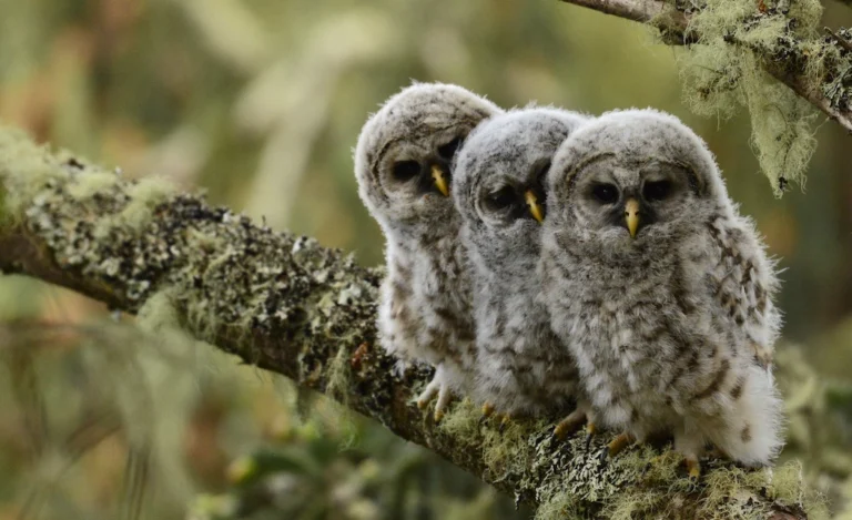 Three barred owl babies on a branch in a row-shutterstock