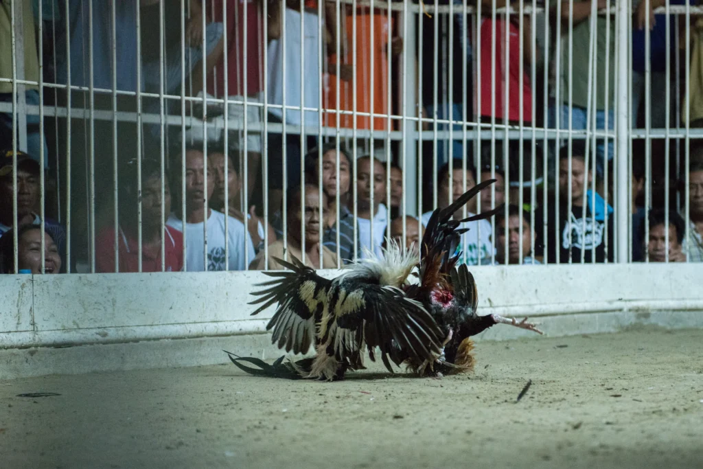 People watching cockfighting behind bars_shutterstock