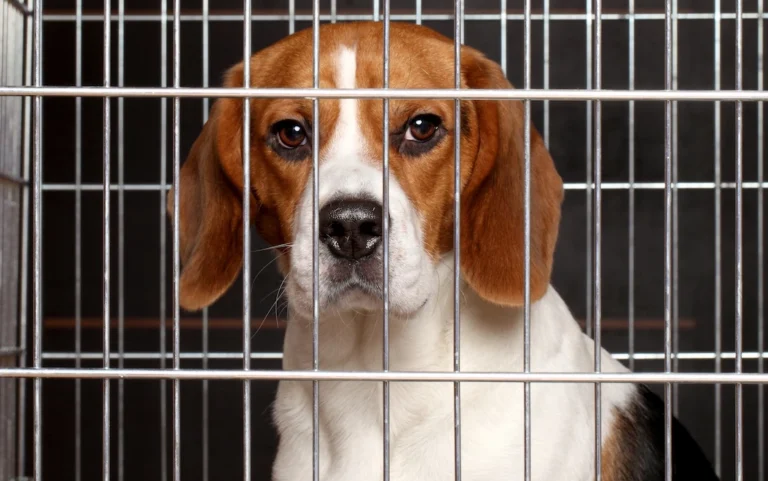 lab beagle in cage_shutterstock
