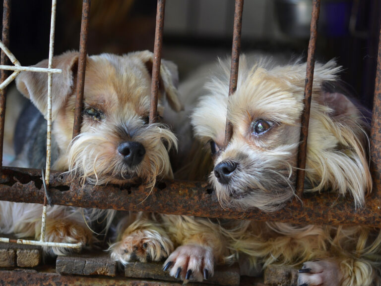 2 dogs caged in puppy mill-shutterstock