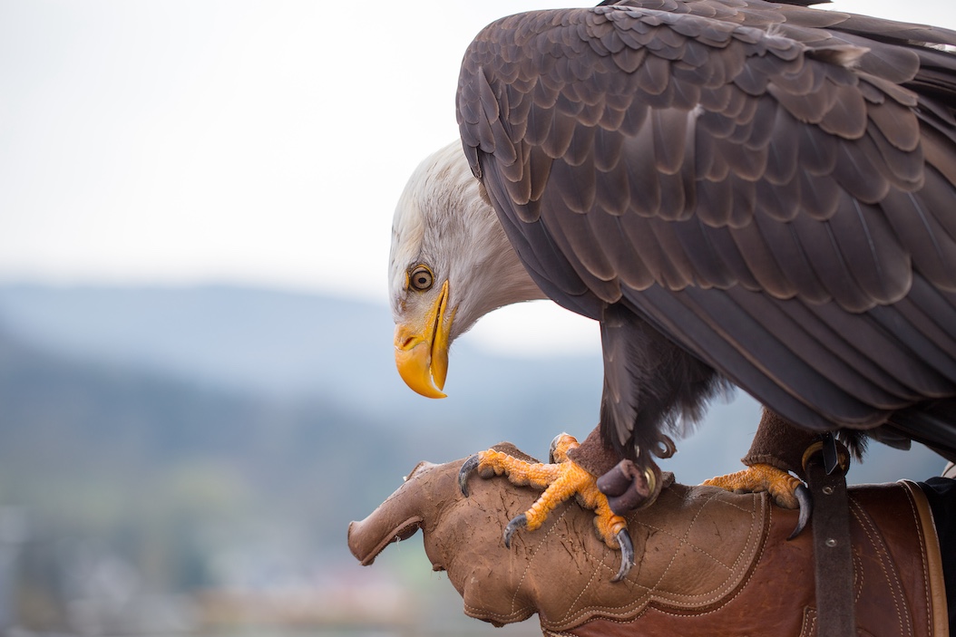Eagle-on-saddle.jpeg