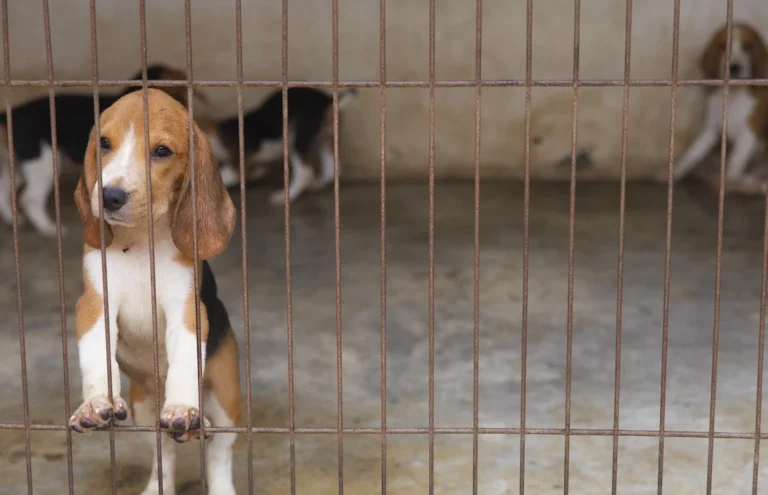 Beagle standing on bars of cage at beagle breeding facility-KorradolYamsatthm-shutterstock