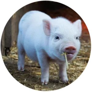Sweet piglet eating