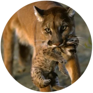 Mother mountain lion carrying her kitten