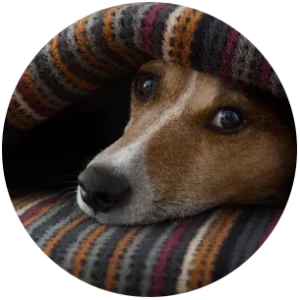 Dog snuggling under cover