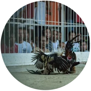 People watching from behind bars at cockfight