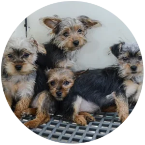 DIstressed puppies in a puppy mill cage