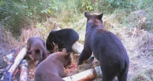 4 bears at a bear bait-fb