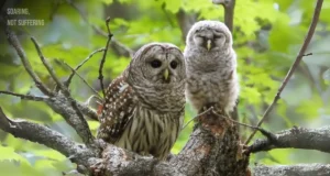 Mother Barred Owl with Blinking Baby