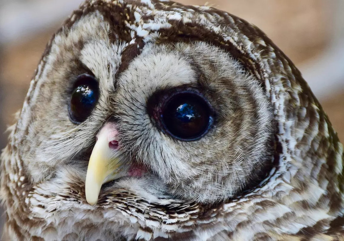 Close-up of barred owl face