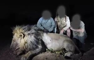Killing of Collared Research Lion “Blondie” by American Trophy Hunter