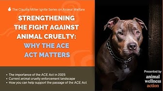 Why the Animal Cruelty Enforcement Act Matters | 4-3-25