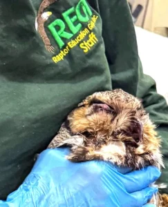 Rodenticide-poisoned hatchling bald eagle found in nest with parent and eaglet dying nearby. He is still alive after being treated with vitamin K.