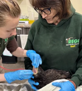Young barred owl found unresponsive in a barn was given Vitamin K but died within a few hours. The necropsy showed free blood in the peritoneum.