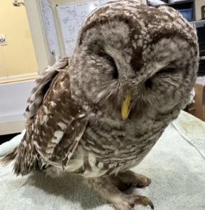 Adult great-horned owl with a ruptured eye and bleeding mouth. The family had applied rodenticide around their goat yard, which also killed a goat.