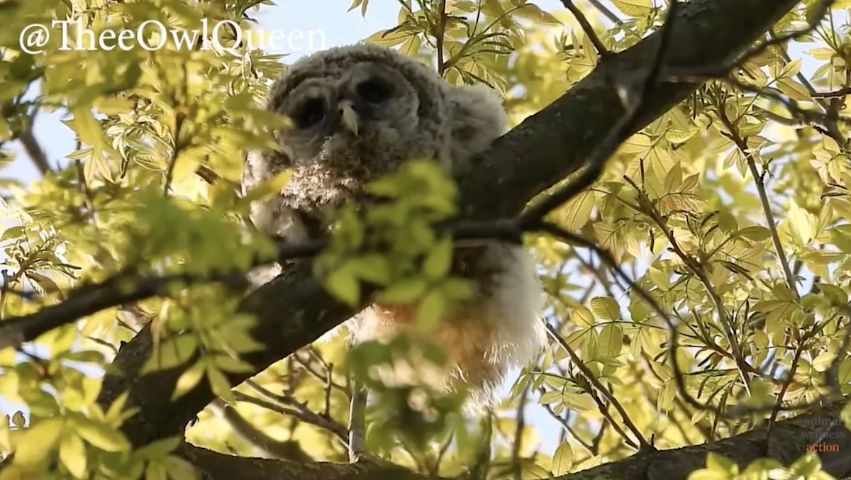 Stop the Barred Owl<br> Massacre
