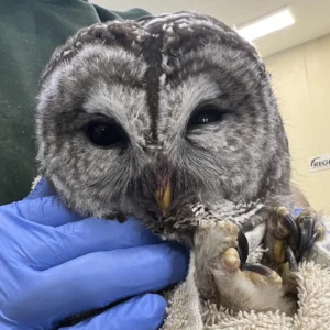 Barred owl found bleeding from the mouth from the effects of a rodenticide