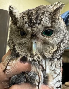Raptor Education Group treated young screech owl with one normal and one green eye but the green eye burst and he died