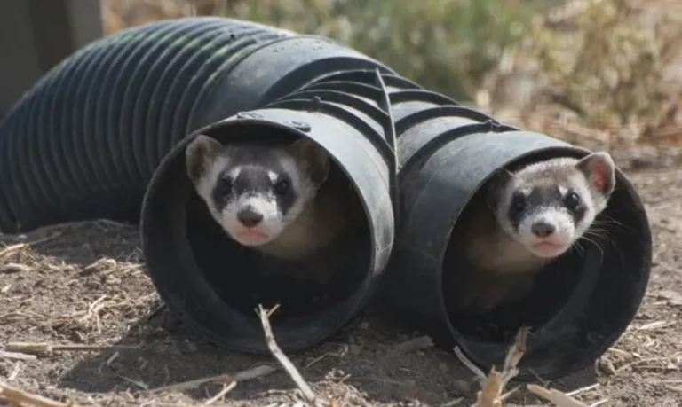 Black-footed ferrets peering out of an artificial prairie dog burrow during a conservation and reintroduction effort. Photo by Kimberly Fraser, USFWS