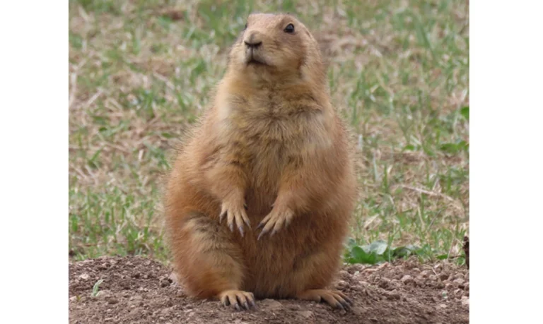A prairie dog emerges from its burrow to survey the surrounding grassland. Their digging aerates soil, improves water retention, and nurtures plant diversity.