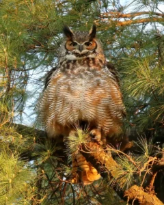 A barred owl takes flight. Photo credit: Heather King