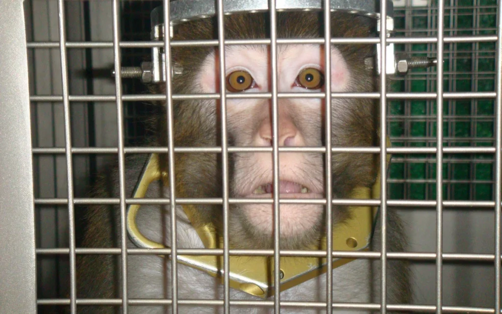 Monkey in an experiment-frik-Jo-Anne McArthur:We Animals Media