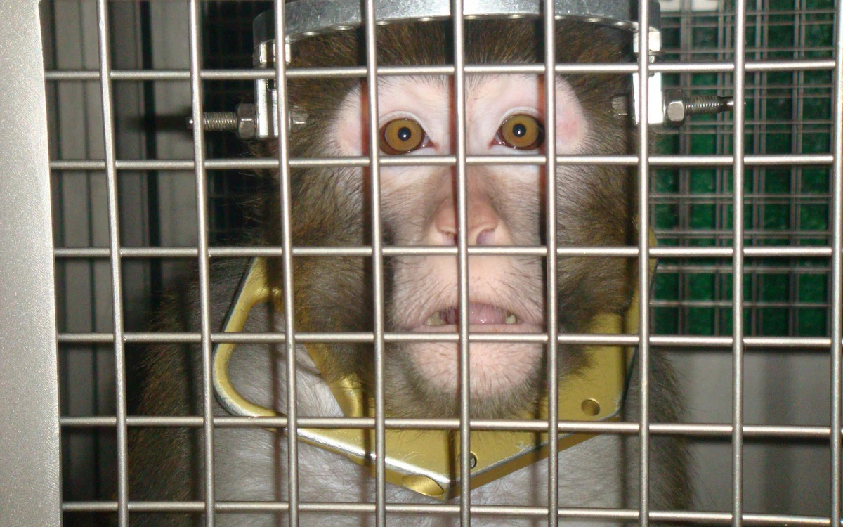 Monkey in an experiment-frik-Jo-Anne McArthur:We Animals Media