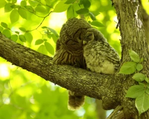 A mother barred owl and her baby. Photo credit: Heather King
