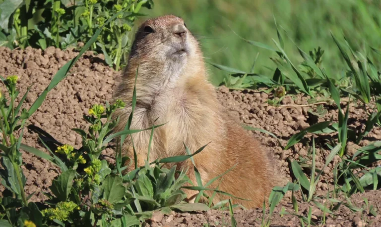 A prairie dog emerges from its burrow to survey the surrounding grassland. Their digging aerates soil, improves water retention, and nurtures plant diversity.