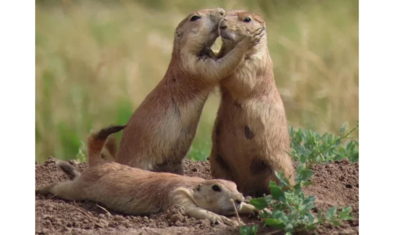 Two black-tailed prairie dogs greet each other with a characteristic “kiss,” a behavior that strengthens social bonds within their highly organized colonies.