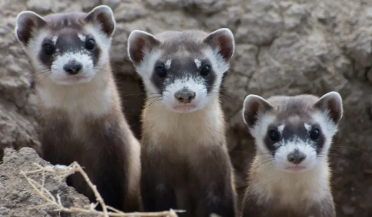 Young black-footed ferrets outside a prairie dog burrow. Conservation programs now rely on captive breeding and reintroduction to counter decades of habitat loss and prairie dog eradication. Photo by Kimberly Fraser, USFWS