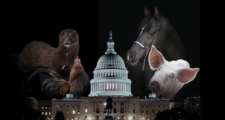 Support Farm Bill animal welfare amendments and protect exploited animals.