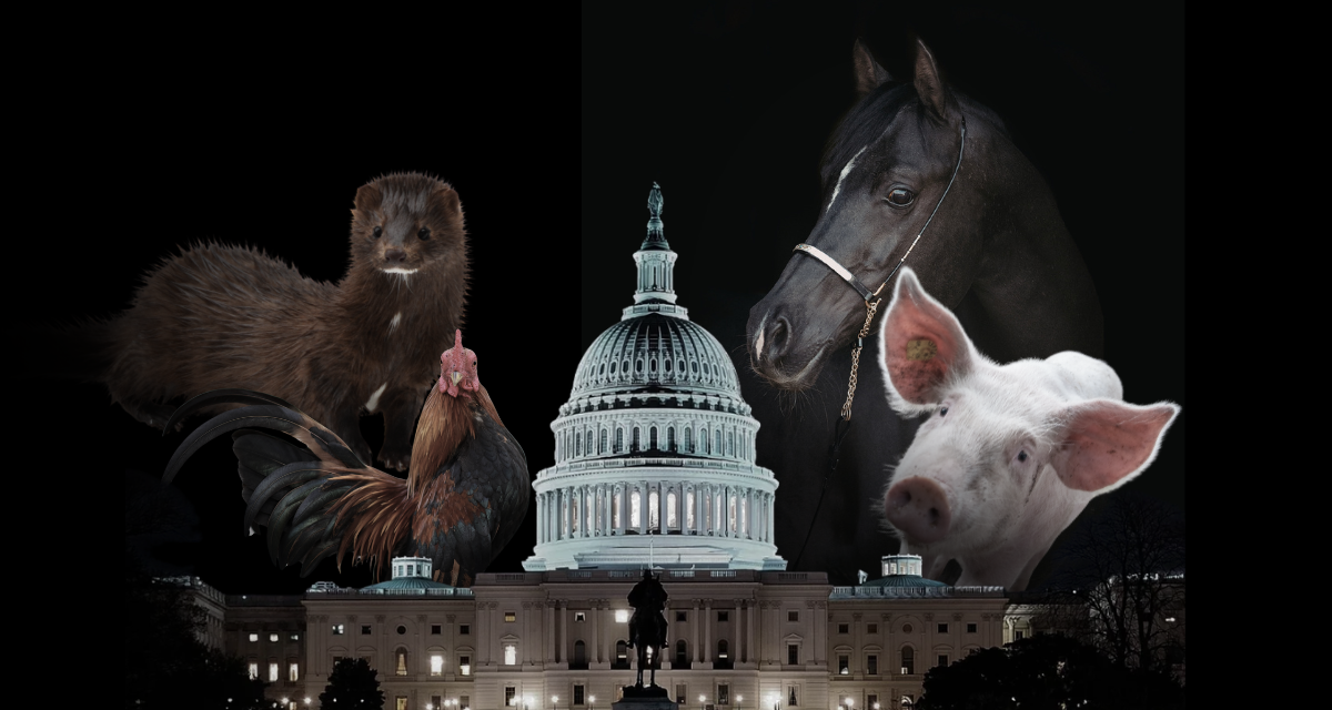Support Farm Bill animal welfare amendments and protect exploited animals.