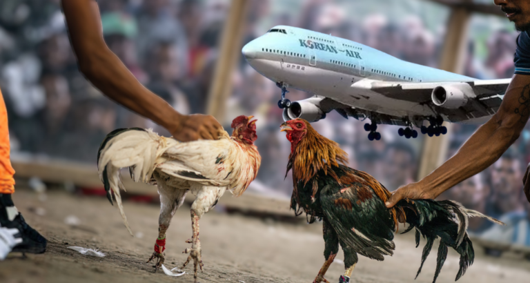 Korean Air fighting roosters shipment ban to stop cockfighting trafficking