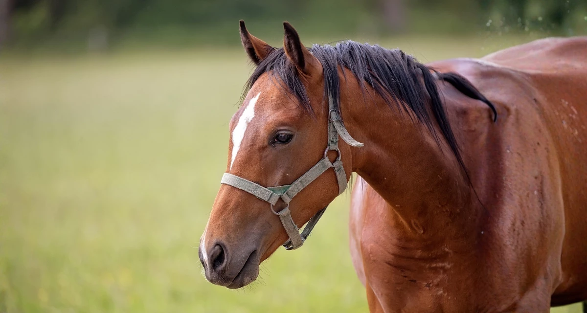 Horse in harness pulling a carriage