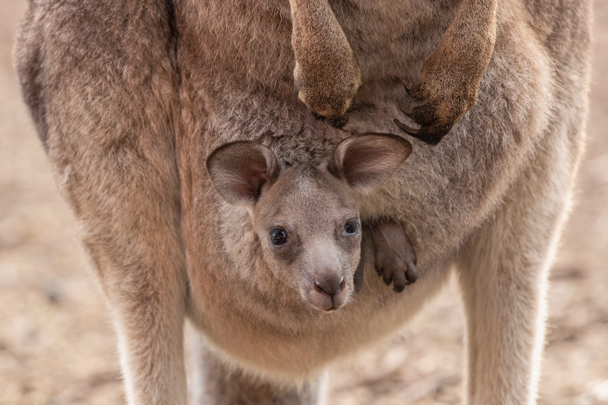 Our Latest Investigation Exposes How the Kangaroo Bushmeat Trade Puts People and...